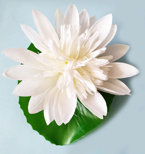 Lotos Schwimmblüte Seidenblume Seerose Lotusblüte Teichrose CREME / WEISS