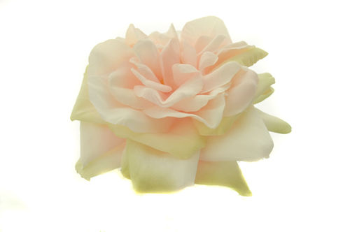 Rose Schwimmblüte Seidenblume Rosen Teichrose zartrosa, weiß Ø 15 cm