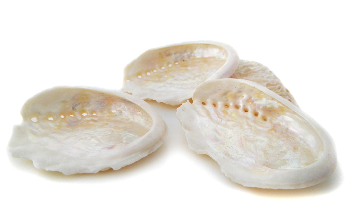 Natürlich Abalone Seifenschale Echte Perlmutt Muschel Seashell Seeohr Dekoration 